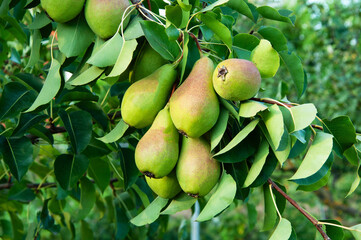 ripe pears on the tree. juicy fruits in the garden. sweet pears on the background of the garden. fruit growing concept	