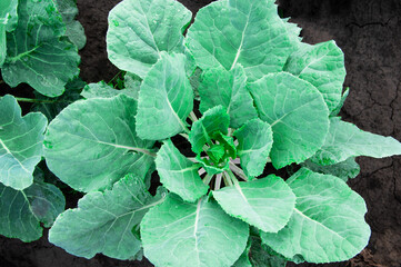 young green cabbage in the garden. green vegetable in the garden.cabbage cultivation concept	