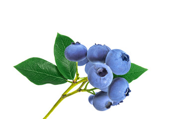Blueberries with green leaves on a branch isolated on transparent background for design. Ripe fresh juicy blue berries for cooking