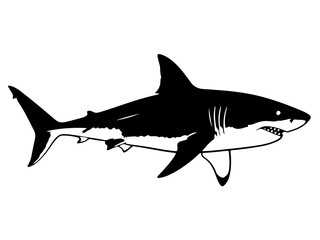 shark vector illustration