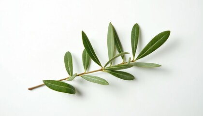 Fototapeta premium Olive branch lies on white backdrop. Fresh green leaves grow on twig. Simple studio shot presents natural plant. Nature macro image for culinary and cosmetic industry projects.