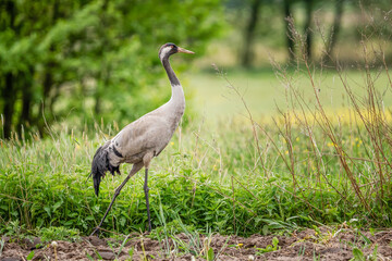 Żuraw poszukujący pożywienia na łące © Sylwester Popenda