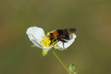 Close up female hoverfly Dimorphic Bumblefly (Criorhina berberina). Family Syrphidae. On flower of strawberry (Fragaria). Spring, April. Dutch garden	