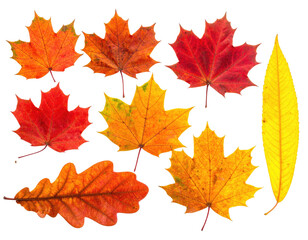 Obraz premium Assortment of vibrant, colorful fallen leaves against a stark black background
