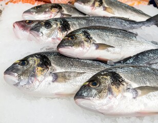 Fototapeta premium Fresh sea breams lying on ice in fish market stall