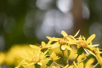秋の公園に群生するツワブキ