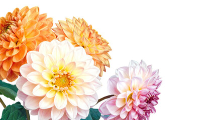 Close-up of four vibrant, fully bloomed dahlia flowers set against a dark background