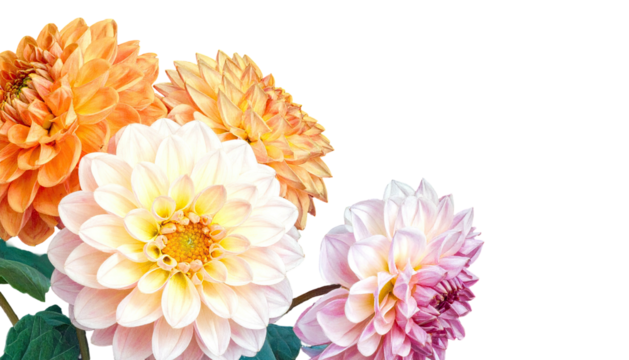 Close-up of four vibrant, fully bloomed dahlia flowers set against a dark background