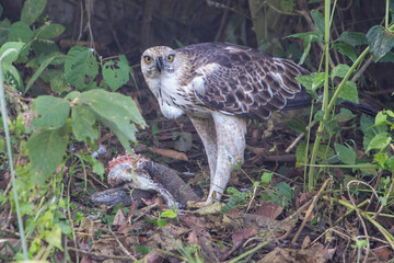 Changeable Hawk-Eagle with the catch in Chitwan National Park, Nepal