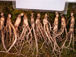 Ginseng in traditional markets