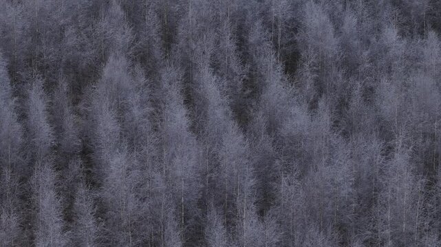 Aerial view of a dense forest with frost-covered trees in winter, forming a uniform, textured natural pattern in shades of grey and white.