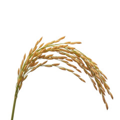 Mature golden rice panicle isolated on white background, staple food crop cultivation