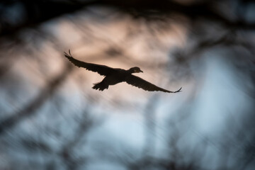 Cormorant Silhouette Flying at Dusk