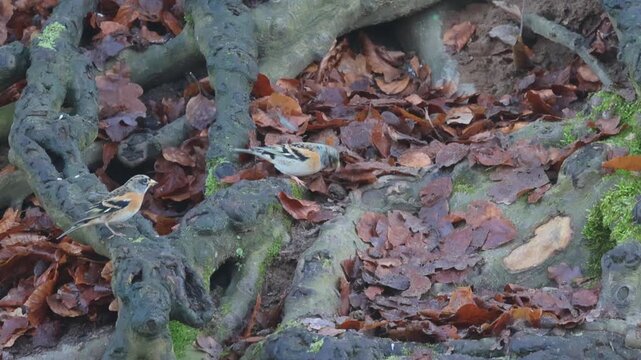 Cute mountain finches hop over thick tree roots, well-camouflaged mountain finches search for food on the forest floor, exposed roots, autumn leaves on the forest floor, Fringilla montifringilla