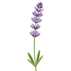 Obraz premium blue flowers isolated on transparent background