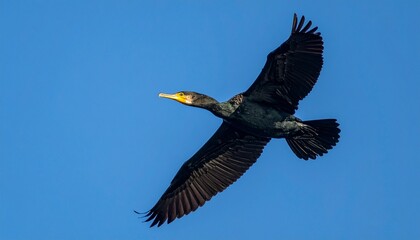 Cormorant Flying in Bright Blue Sky Spreading Wings Nature Bird Against Clear Sky during Daylight Wildlife Ornithology and Animal Behavior in Summer