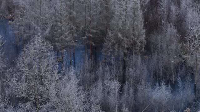 Drone view of a frozen swamp with leafless trees and fallen trunks creating abstract natural patterns in a cold, desolate winter landscape.