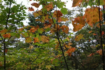 仙台市青葉山の秋の森で真っ赤に紅葉したウリハダカエデ
