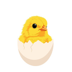 Cute yellow chick hatching from egg isolated on white background.