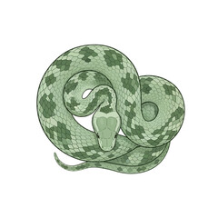 Green snake coiled, focused on the main subject, ready to strike.