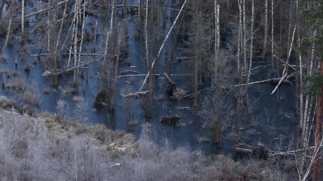 Drone view of a frozen swamp with leafless trees and fallen trunks creating abstract natural patterns in a cold, desolate winter landscape.