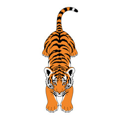 Tiger focused and ready to pounce, orange and black stripes.