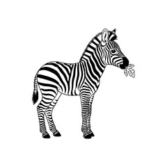 Zebra standing and eating a leaf in black and white.