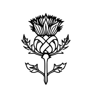 Scottish Thistle Emblem: Black and White Celtic Kn