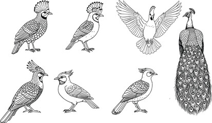 Hand drawn exotic bird collection vector illustration, peacock and hoopoe sketch set, black and white vintage engraving nature design for coloring book.