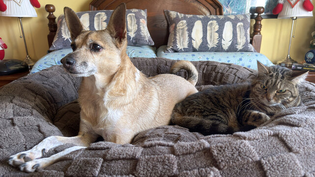 cane e gatto sul letto