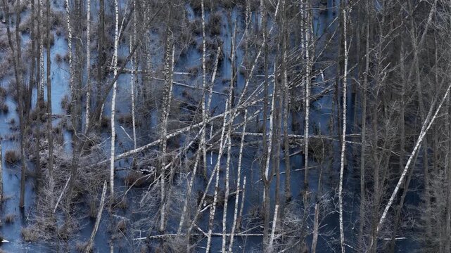Drone view of a frozen swamp with leafless trees and fallen trunks creating abstract natural patterns in a cold, desolate winter landscape.