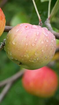 Ripe apples hang on a branch of an apple tree in the garden. Apples have large dew drops after rain. Growing and harvesting apples. Apples as a healthy sweet natural dessert in a healthy diet, raw