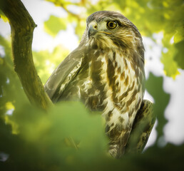 Mäusebussard im Baum