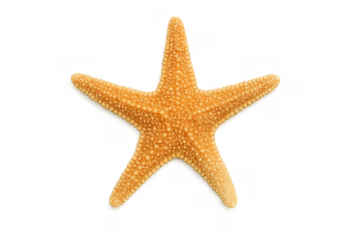 Bright orange starfish isolated on a transparent background, showcasing ocean life, summer, and vacation themes