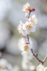 梅の花