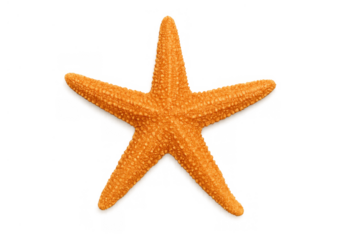 Orange starfish showcasing marine animal life, symbolizing summer, beach, and ocean themes. Isolated for easy integration
