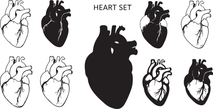 Anatomy Of The Human Heart Set A Detailed Collection of Anatomical Heart Illustrations in Black and White with Detailed Veins and Chambers