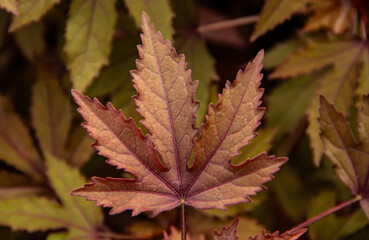 The texture of a tree leaf. macro texture of leaves