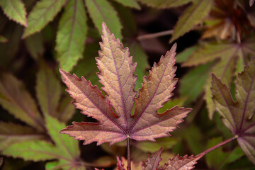 The texture of a tree leaf. macro texture of leaves