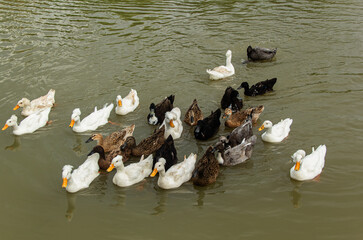 Group of wild ducks in open water