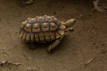 giant tortoise resting