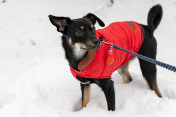 Black dog wearing a red winter jumpsuit playing in the snow for the first time — adorable and joyful winter pet moment