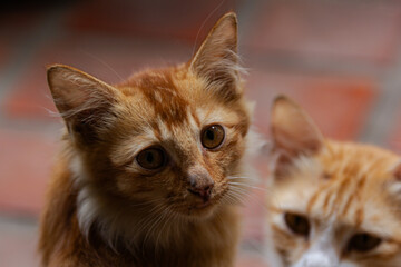 Close-up of ginger tabby cat looking at the camera.