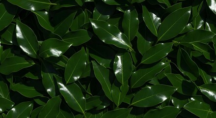 Lush Tropical Dark Green Leaves Seamless Background Texture Pattern