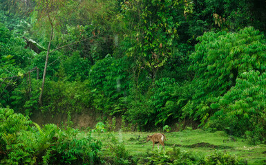 Wild Cow Grazing Near the Edge of a Dense Tropical Rain forest. highlighting wildlife and untouched natural environments.