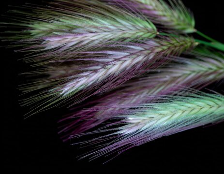 Close-up macro of delicate wild grass seed heads with dew drops glistening under soft studio lighting against a deep black background highlighting purple and green hues