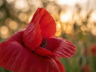 Close-up of a vibrant red poppy flower in full bloom, with soft focus background.