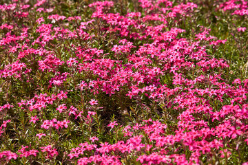 Fototapeta premium Flowers in the garden