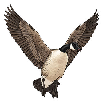 canadian goose duck hunting illustration logo vector image t shirt