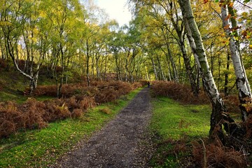 Autumn forest path with birch trees, sunlight, and distant walker